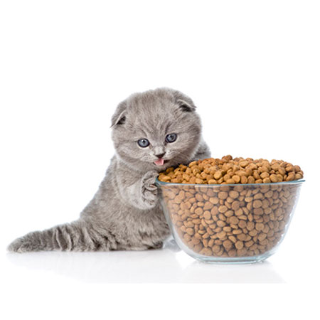 מזון לחתולים