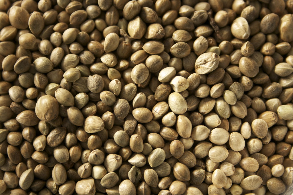 CannabisSeeds זרעי קנאביס- המפ לכנרים ופינקים במשקל – תמונה 1